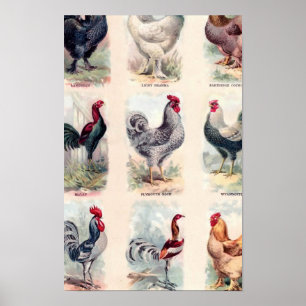 Chicken Breeds Vintage Poster