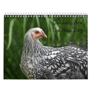 Chicken Calendar