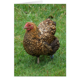 Chicken Card