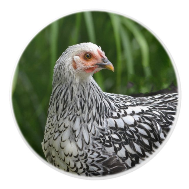 Chicken Ceramic Knob (Front)