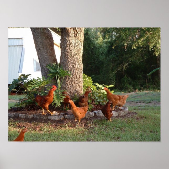 Chicken Chant Poster (Front)