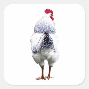 Chicken Chicken Turns Tail & Runs Square Sticker