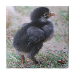 chicken, chicks, chickens, chick, animal, bird, ceramic tile