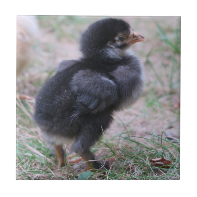 chicken, chicks, chickens, chick, animal, bird, ceramic tile (Front)