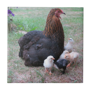 chicken, chicks, chickens, chick, animal, bird, ceramic tile