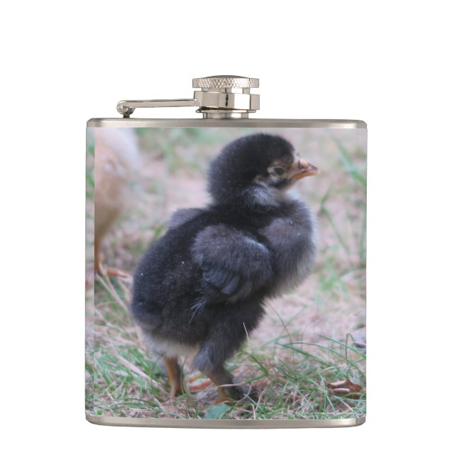 chicken, chicks, chickens, chick, animal, bird, hip flask (Front)