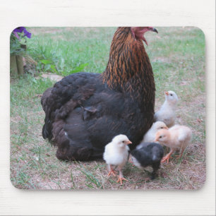 chicken, chicks, chickens, chick, animal, bird, mouse pad