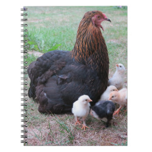 chicken, chicks, chickens, chick, animal, bird, notebook