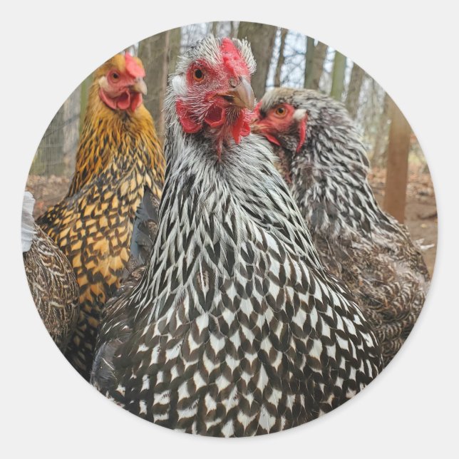 Chicken Classic Round Sticker (Front)