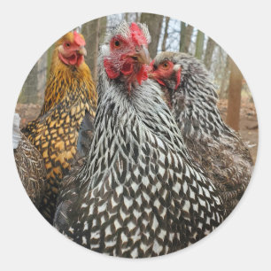 Chicken Classic Round Sticker