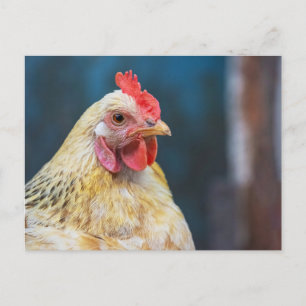 Chicken close-Up Postcard