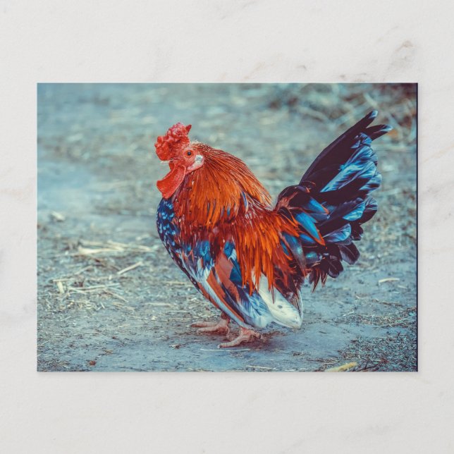Chicken Colourful Rooster Photo Postcard (Front)