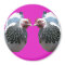 CHICKEN DUO ON MAGENTA