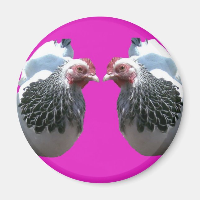 CHICKEN DUO ON MAGENTA MAGNET (Front)