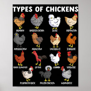 Chicken Educational Hen Poultry Animal Types Of Ch Poster