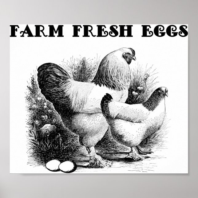 Chicken Farm Fresh Eggs Art Poster (Front)