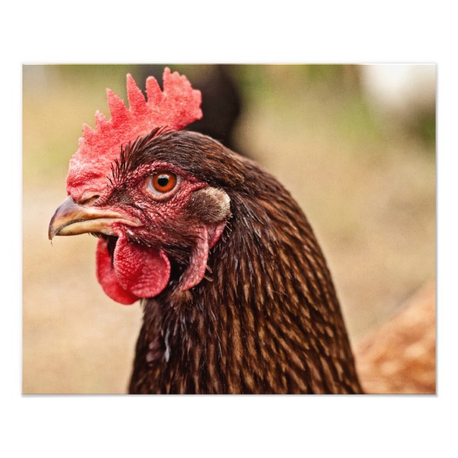 Chicken head! photo print (Front)