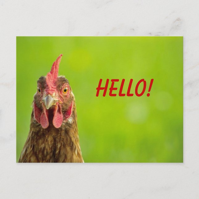 Chicken - Hello Postcard (Front)