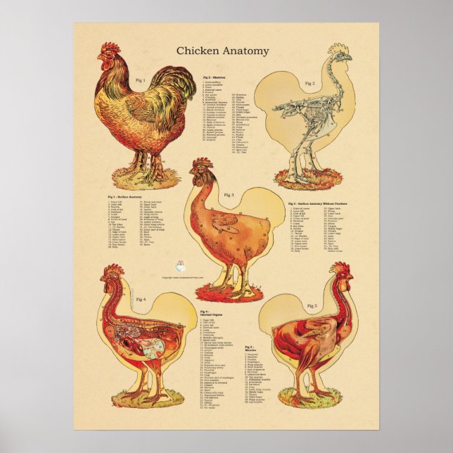 Chicken Hen Anatomy Chart (Front)