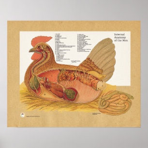 Chicken Hen Internal Anatomy Chart