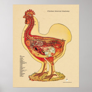 Chicken Hen Internal Anatomy Chart Veterinary