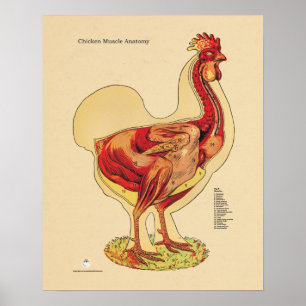 Chicken Hen Muscle Anatomy Chart Veterinary