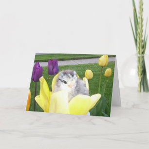 chicken in a tulip holiday card