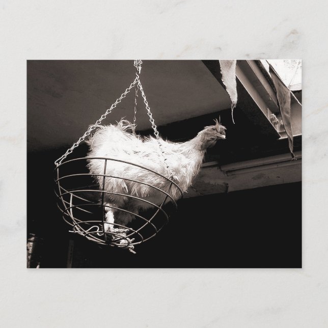 Chicken in the Basket Postcard (Front)