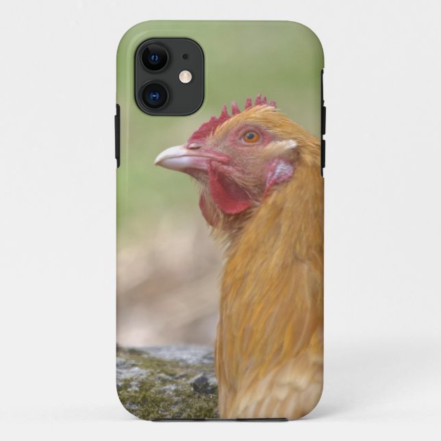 Chicken iPhone 5 Case (Back)