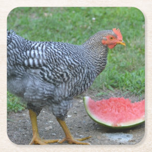 Chicken Loves Watermelon Coaster