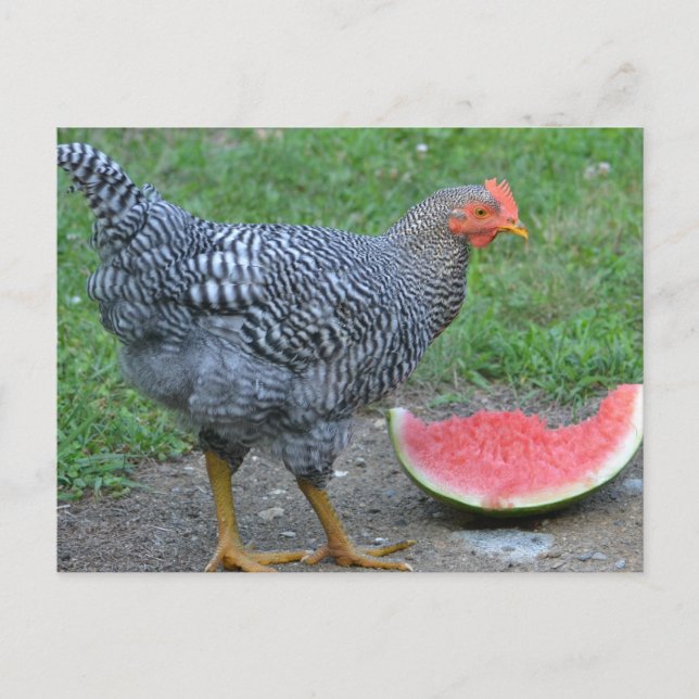 Chicken Loves Watermelon Postcard (Front)
