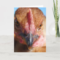 Chicken Macro Photography Portrait