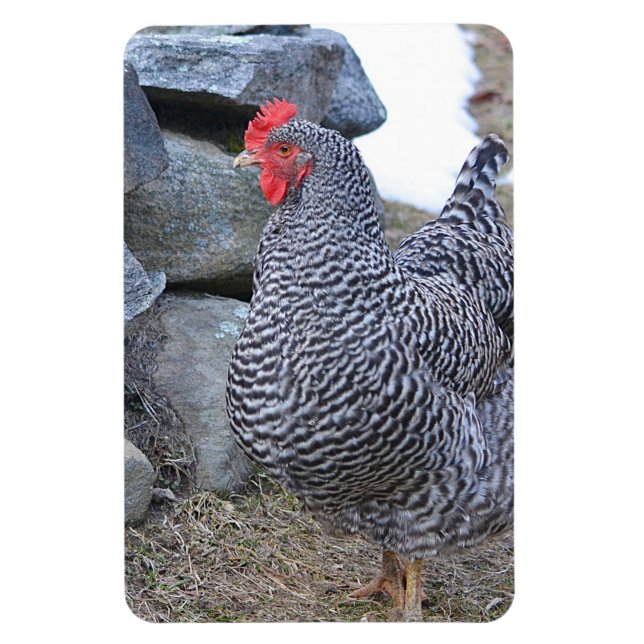 Chicken Magnet (Vertical)