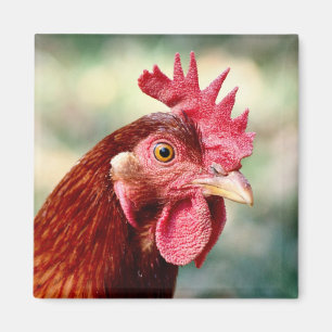 Chicken Magnet
