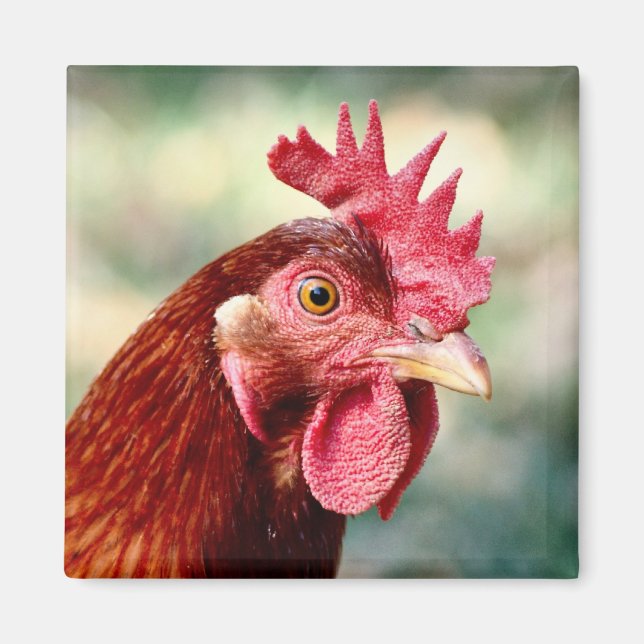 Chicken Magnet (Front)