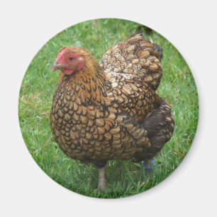 Chicken Magnet