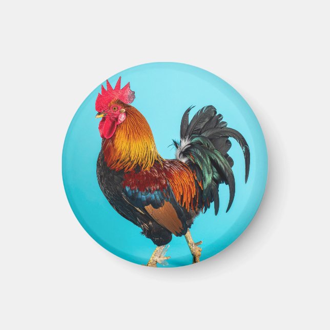chicken magnet (Front)