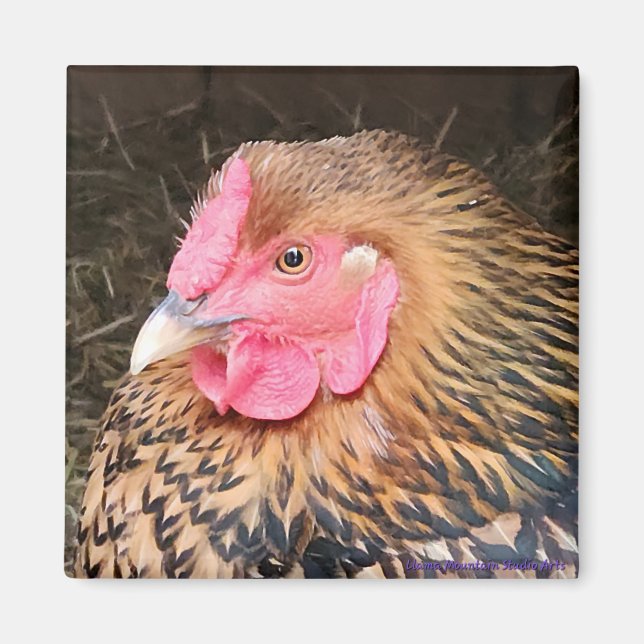 Chicken Magnet #2 Golden Laced Wyandotte (Front)