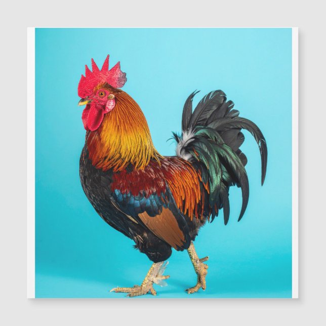 chicken magnetic card (Front)