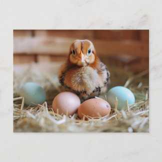 Chicken Next to Easter Nest with Colorful Eggs Postcard