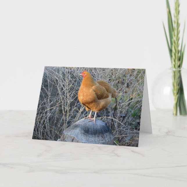 Chicken Notecard (Front)