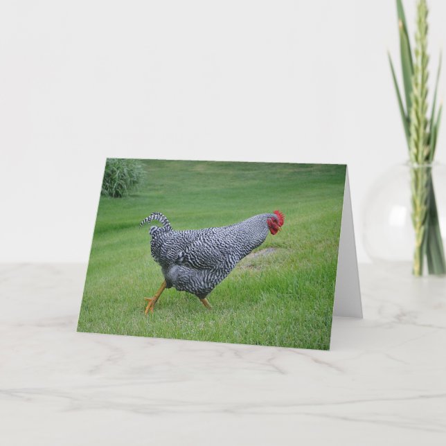 Chicken Notecard (Front)