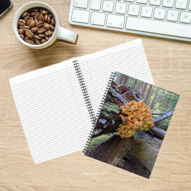 Chicken-of-the-Woods Mushroom Botanical Notebook (In Situ)