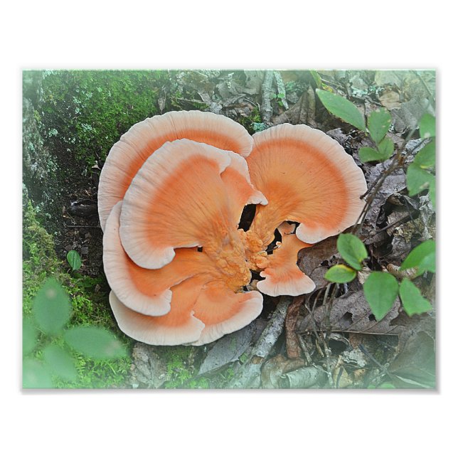 Chicken Of The Woods Mushroom Photo Print (Front)