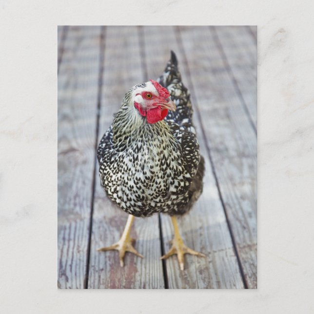 Chicken on wood deck, Silver Laced Wyandotte Postcard (Front)
