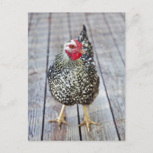 Chicken on wood deck, Silver Laced Wyandotte Postcard