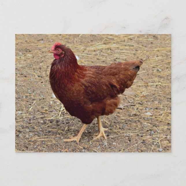 Chicken Photo Postcard (Front)