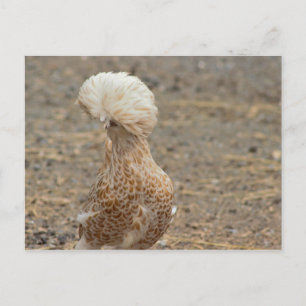 Chicken Photo Postcard