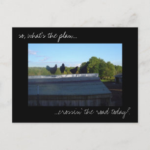'Chicken Plans' photo postcard
