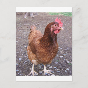 Chicken postcard
